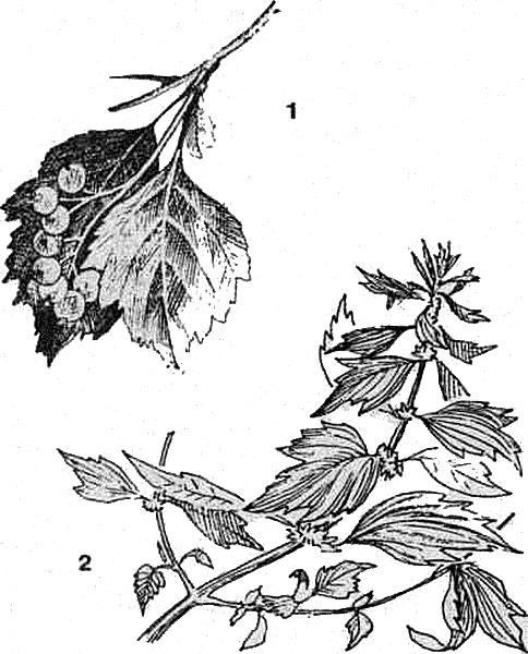 Травы, применяемые для профилактики сердечных заболеваний: 1  — боярышник кроваво-красный; 2   — пустырник пятилопастный