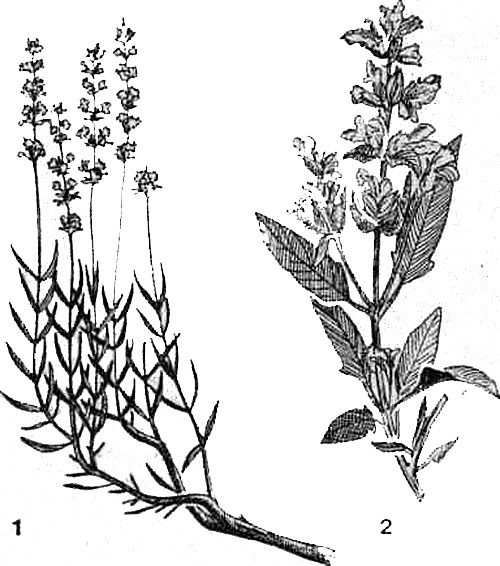 Эфирномасличные растения, рекомендуемые при болезнях почек: 1 — лаванда; 2— шалфей