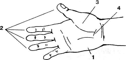  Рабочие поверхности кисти руки, используемые при массаже